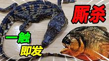 养了196天的黑甲鳄鱼突然暴毙，鳄鱼尸体与食人鱼厮杀，最后慌了
