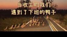 当收工的我们遇到了下班的鸭子，就是这么凑巧#赶鸭子 #鄱阳湖 #自然 #纪录片 #纪录片拍摄花絮 