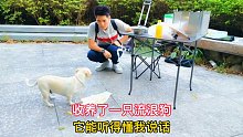收养了一只流浪狗，竟然可以听得懂我说的话