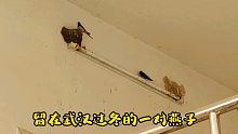 燕子还真见过雪！一对没有南飞留在武汉过冬的家燕，神奇的大自然
