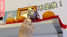 佛前供果摔坏了，我妈一口认定是这只鹦鹉弄的！【马可波罗show】