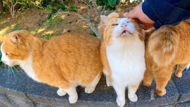 环岛逛一圈,回到渔港时,猫扑过来