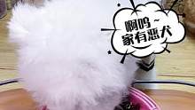 恶犬来干饭了！