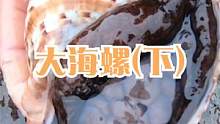 赶海捡到拳头大的花螺，里面黑黑的全是肉，深水坑里还勾出值钱货（下）
