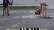 狗狗喜欢这样玩，爷爷每天都会带它来这转转，一次又一次，夏天到了冬天！每次都会感慨狗狗很幸福！今天突然
