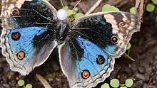 #好样说虫子 在山上发现的翠蓝眼蛱蝶。