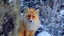 看见禾木的小狐狸这么健康我就放心了，可是你为啥咬我呢！？#禾木小狐狸 #保护野生动物从我做起