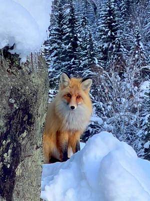 看见禾木的小狐狸这么健康我就放心了，可是你为啥咬我呢！？#禾木小狐狸 #保护野生动物从我做起