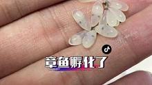 成功的孵化了小章鱼，遗憾的是没有成功度过浮游期#章鱼哥 #章鱼