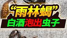 雨林蝎惨死箱中，死相凄惨甚是可以，用60度白酒泡出46条寄生虫 #宠物 #雨林蝎  #寄生虫 