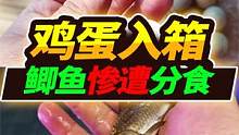 孵化2000芦丁鸡第一批80个入箱，食人鱼开启了成长模式，你敢信吗 #宠物 #孵化芦丁鸡蛋 #食人鱼