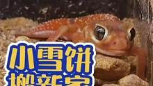 #萌知计划 #动物植物 @抖音青少年 瘤尾守宫搬新家，超大的眼睛居然看不见蟋蟀#瘤尾守宫 #爬宠 #