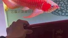 #龙鱼高端龙鱼 #印尼红龙 #贡拜红龙