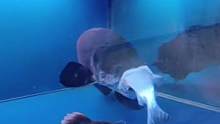 看看鱼缸里的大海象是怎么吃鱼的！这家伙吃东西就是舒服！#观赏鱼 #水族 #猛鱼 #养鱼养心 #养鱼人