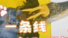 画一条线就可以封印鳄鱼？ #爬宠 #小鳄鱼 #宠物