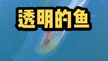 完全透明的鱼你见过吗？#海洋生物 #海底世界 #海水缸 #海缸日记 