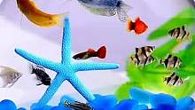 水晶之恋桌面小鱼缸，吧大海带回家！！！