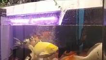 一米长大锦鲤搬新家了，四吨水景观鱼缸，