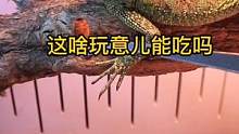 给蜥蜴补补身体，给它整点高蛋白吃吃～像蛆一样不知道啥味儿#爬宠 #蜥蜴 #蓝舌石龙子 #斑帆蜥 #奇