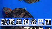 我家的巴西龟终于要脱单了，我看这只公巴西龟长得眉清目秀，他们应该能擦出火花吧#巴西龟 #龟粮 #宠物