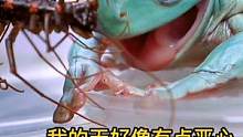 树蛙版的异形大战！有谁认识这个长腿虫子吗？#爬宠 #姥爷树蛙 #动物世界 #奇妙的动物 #异形 