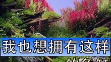 我也想拥有这么好看的鱼缸，你们觉得，想要达到这种效果，我还缺点什么 #水草缸   #水草造景  #牧