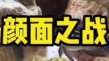 #三湖慈鲷 #养鱼日记 #观赏鱼 #鱼缸里的大自然 #水族 #放手去拍vlog吧 颜面之战