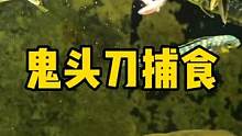 鬼头刀捕食小鱼 #鬼头刀 #frank的私人水族馆 #鲯鳅 #自然动物图鉴 #2022抖音知识跨年季