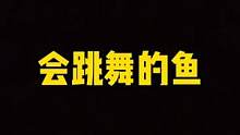 会跳舞的鱼 #鱼会跳舞 #赶海 #赶海人 #海洋生物 #海洋 #2022抖音知识跨年季#自然 