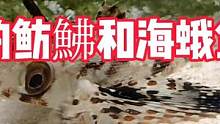 超级可爱的豹鲂鮄和海蛾鱼捕食 #奇妙的动物 #海洋生物 #自然 #frank的私人水族馆 #2022