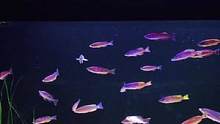 #养鱼日记 #三湖慈鲷 #观赏鱼 #鱼缸里的大自然 #养鱼 #水族 一年前一年后