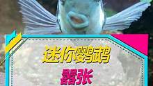 这鱼会rap，好嚣张我好喜欢~#迷你鹦鹉 #养鱼日记 #水族  