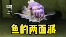 #水族 #观赏鱼 #养鱼日记 #神奇动物在抖音 #萌宠 #鱼 #三湖慈鲷 #两面派 两面派