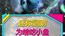 迷你鹦鹉鱼，为啥要吃自己的娃？#迷你鹦鹉 #养鱼日记 