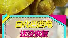白化巴西龟，还没恢复…#养龟日记