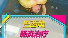 乌龟生病了..#养龟日常 #宠物龟 