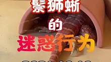 #鬃狮蜥 #潘大庆的爬宠日记 这是一条记录视频饲养动物真让人快乐