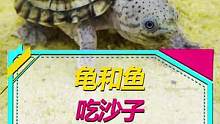 龟和鱼吃沙子会肚子疼么？？#养鱼日记 #养龟日记 #蛋龟