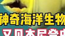 神奇海洋生物分享，又见本尼登虫 #自然 #动物图鉴 #本尼登虫 #绿裸胸鳝 #海洋生物 #2022抖