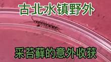 #潘大庆的爬宠日记 #野外探索 #蜈蚣  今天公司团建来古北水镇，我采集苔藓的时候居然意外发现了这个