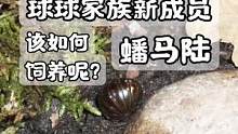 #潘大庆的爬宠日记 #神奇的大自然 蟠马陆虽然没有展开，但也还是和大家说说怎么养它！