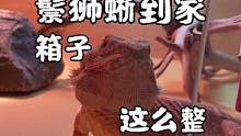 #潘大庆的爬宠日记 #爬宠 今天又说鬃狮蜥！芜湖