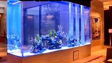 分享一个超高的亚克力屏风海缸！#珊瑚缸 #室内景观 #海水缸 #亚克力鱼缸 