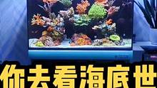 纯分享！#鱼缸里的大自然 #海水鱼珊瑚 #珊瑚缸 #海缸日记 #海水缸 #海水观赏鱼 #家居鱼缸