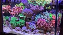 靓缸分享！#珊瑚缸 #海缸日记 #海水鱼珊瑚 