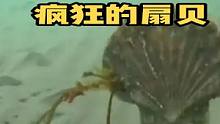 这疯狂的扇贝！#鱼缸里的大自然 #海洋生物 #海缸日记 #海水缸 #珊瑚缸 