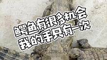 #鳄鱼 #鳄珍鳄鱼 #鳄鱼皮具 手也就一次机会。。。