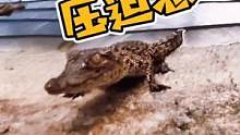 #鳄鱼 #鳄鱼养殖场 #鳄珍鳄鱼 #鳄鱼皮具 #JJ 小鳄鱼从小的压迫感？