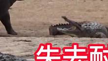 这也能嗑cp？#鳄鱼 #科普 #河马 #奇妙的动物 #动物世界 