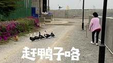 #鳄珍鳄鱼园#鳄珍鳄鱼皮具#xw  为了这些鸭子，靖姐也是操碎了心